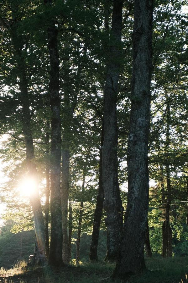 Lodge Avec Spa Privatif - Foret Et Lac Liginiac Экстерьер фото